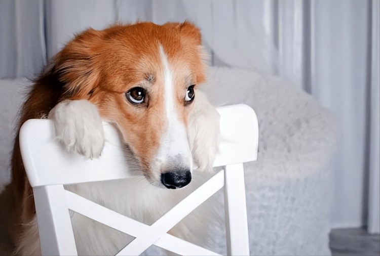 母犬来生理期这些护理知识宠主千万要知道！