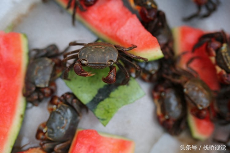 喜欢养小宠物的看过来青岛海滨卖的小乌龟小螃蟹蛮可爱的萌萌哒