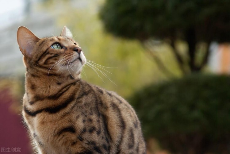 一只孟加拉豹猫从成都航空托运到洛阳的案例分享