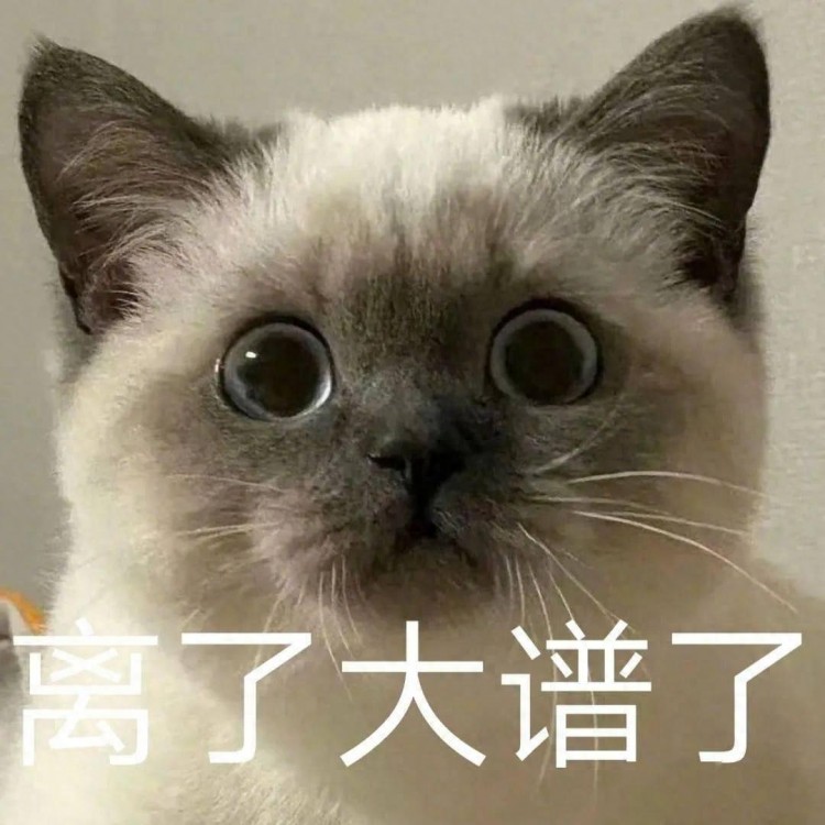 养猫“十大坏处”，看完还会养，证明是真爱！