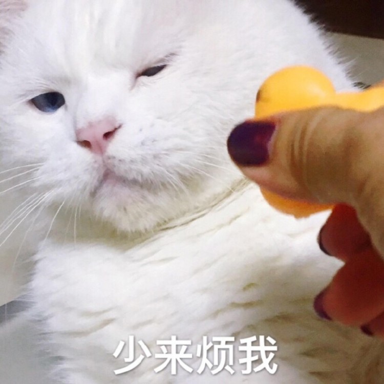 像杀猫一样宠猫！被“惯坏” 猫咪，一般都有以下特点