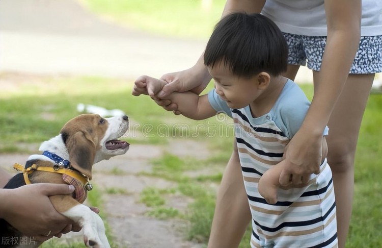 这三种人不适合养狗要是养了狗狗就遭殃了