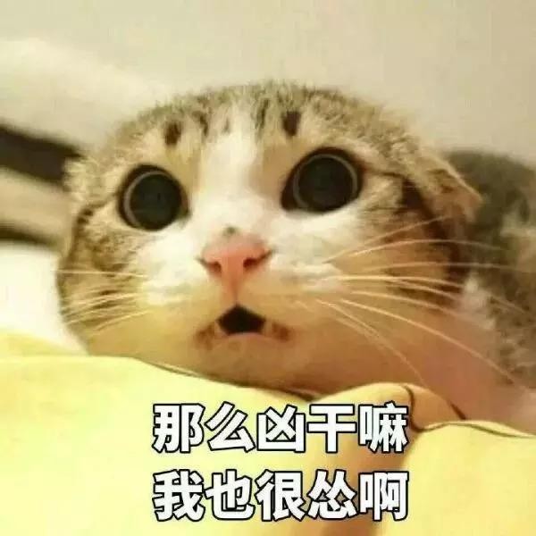 猫咪洗（卸）澡（妆），大型惨案现场！