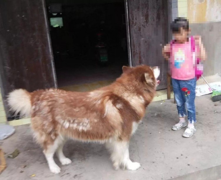 江阴6岁女童被大型犬咬伤，饲养者承担赔偿责任