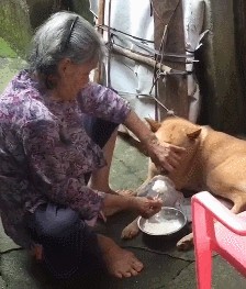 现在的宠物狗都有这六大特征懒只是其中一个