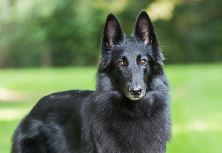 这8种狗狗在中国都是可以当警犬的非常的出色