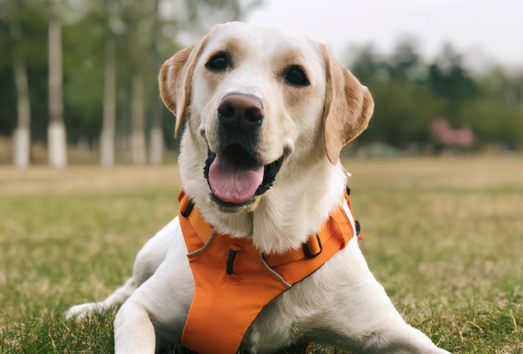 这8种狗狗在中国都是可以当警犬的非常的出色