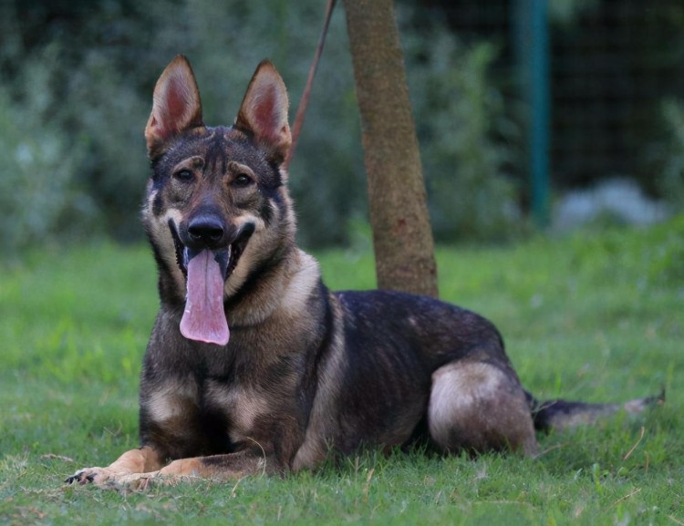 这8种狗狗在中国都是可以当警犬的非常的出色