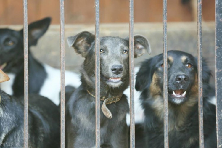 三年爱犬被主人卖给狗贩子，离别一幕狗狗的挣扎举动，让人心酸