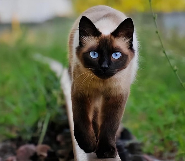 昂贵宠物猫排行榜：富豪饲养的八种名贵猫咪