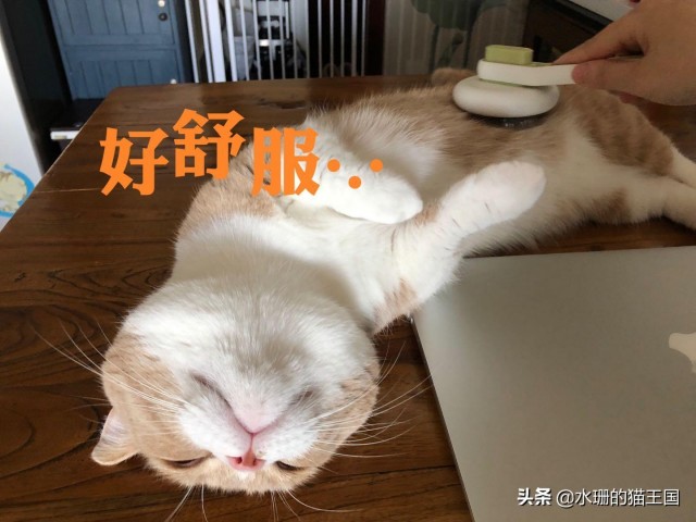 猫咪为何不喜欢让你梳头？给猫咪梳头时，请遵循这些规则