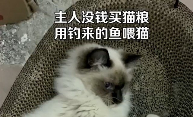 主人没钱买猫粮用淡水生鱼喂猫网友直呼不对劲