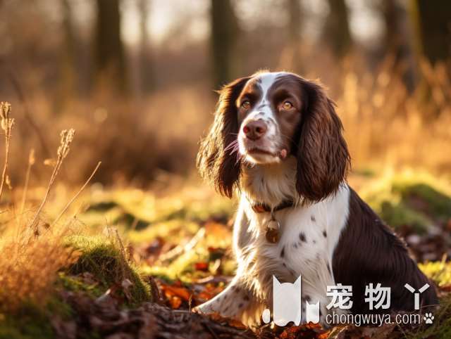 寻找家里迷失的狗宝牵引绳？来成都阿呜阿呜宠物生活馆看看吧!