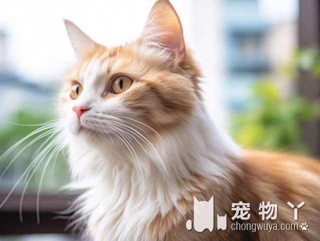 成都萌巢宠物：洗猫经验分享，帅哥老板耐心细致，让猫猫变干净了!