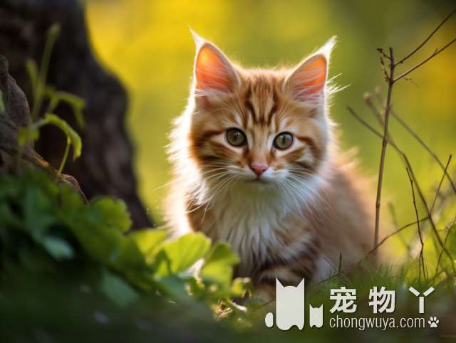 成都阿呜阿呜宠物生活馆，狗狗猫猫都爱这里的原因是什么?