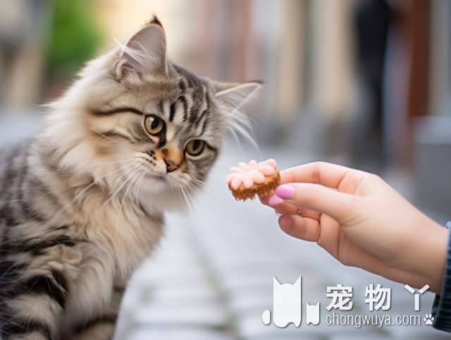 成都少年与猫购猫连锁猫舍研究院：猫猫售后服务无忧，真的这么好吗？