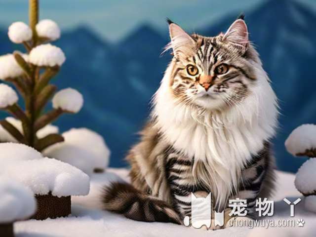 成都蜀宠宠物店，专业洗猫洗狗，真的那么好吗？