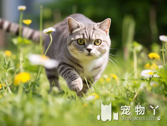 谣言！狗怕猫，不是因为打不过