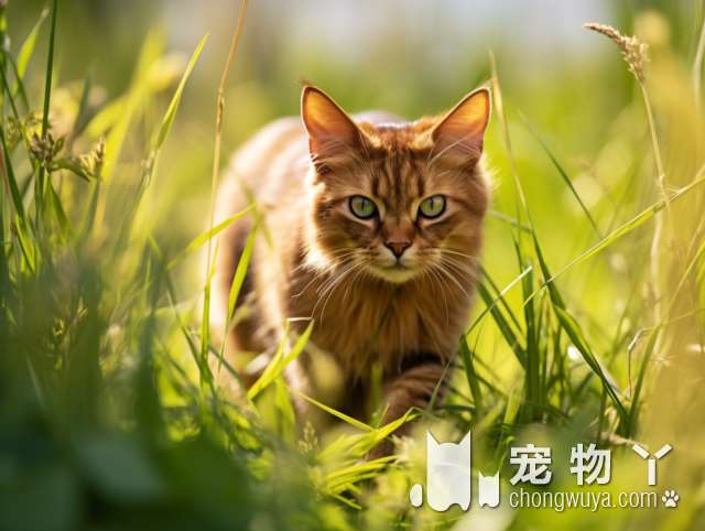 为什么家里的小猫咪总是摇头挠耳朵？怎么帮它解决耳朵问题呢?